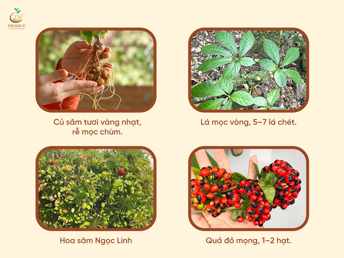 Bí mật về sâm Ngọc Linh tươi: Vì sao được gọi là “Quốc bảo” Việt Nam?